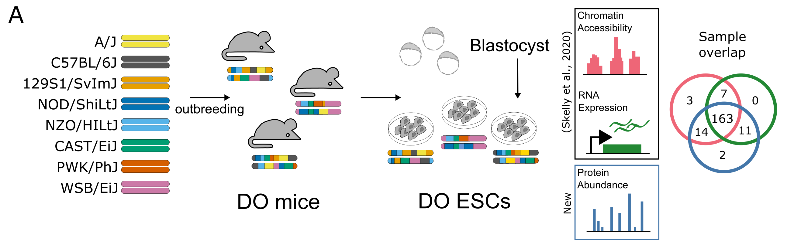 Figure 1A: Nearly 200 embryonic stem cell lines were established from blastocysts of Diversity Outbred mice, and quantified using ATAC-seq, RNA-seq (Skelly et al., 2020), and multiplexed mass spectrometry; 163 lines have all three measures.